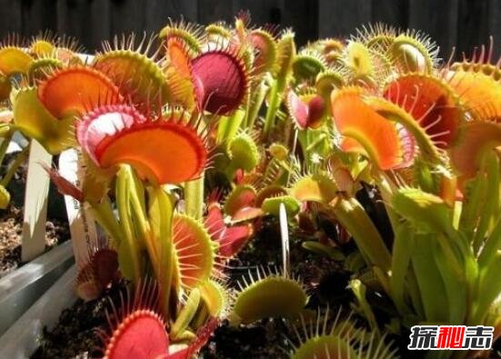 世界十大危险植物641 / 作者:志向探秘 / 帖子ID:49663