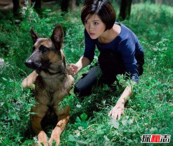 比利时马里努阿犬中的幽灵犬61 / 作者:志向探秘 / 帖子ID:49720