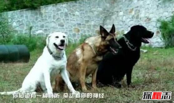 比利时马里努阿犬中的幽灵犬510 / 作者:志向探秘 / 帖子ID:49720