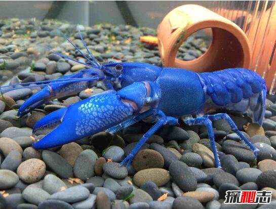 美国天空蓝魔虾，水质含铜产生纯蓝色变异品种979 / 作者:网上的人生 / 帖子ID:49634
