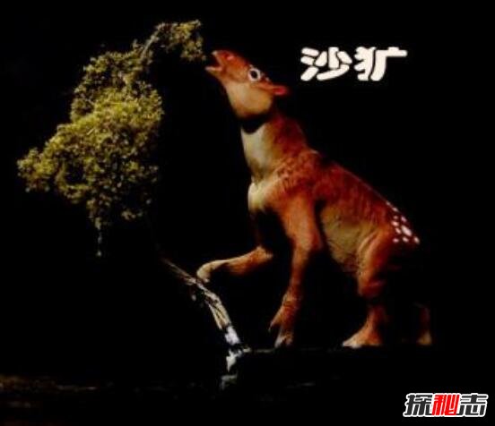 神龙架驴头狼，驴头狼身的诡异存在797 / 作者:志向探秘 / 帖子ID:49672
