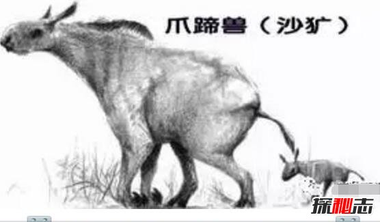 神龙架驴头狼，驴头狼身的诡异存在48 / 作者:志向探秘 / 帖子ID:49672