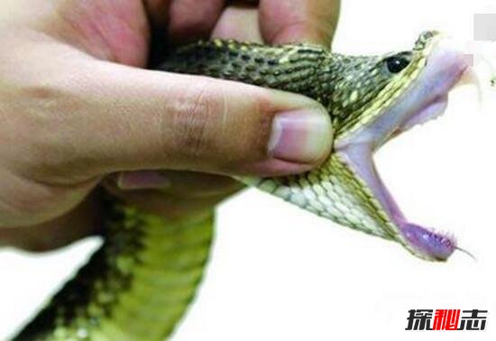 神秘巨蛇现身马来西亚，巨蛇长有龙头7个鼻孔860 / 作者:志向探秘 / 帖子ID:49671