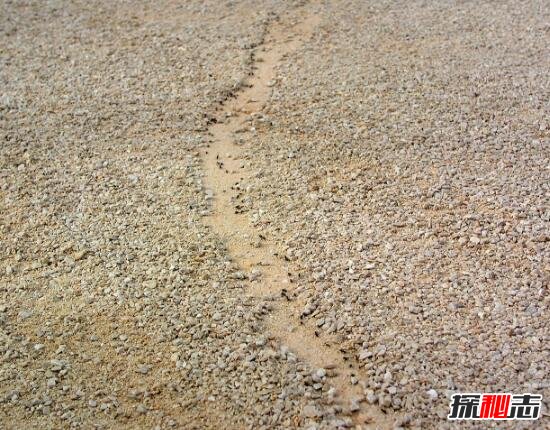 蚂蚁王国中的公路之谜，弱小蚁类铺桥架路建筑特殊公路482 / 作者:网上的人生 / 帖子ID:49618