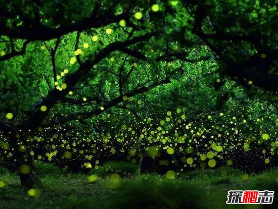 乌克兰发光森林之谜，大片森林发出耀眼强光81 / 作者:网上的人生 / 帖子ID:49486