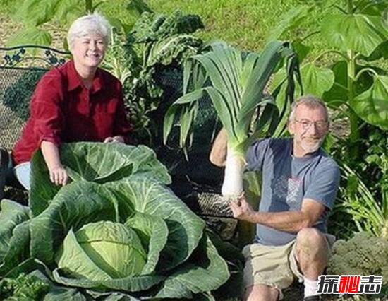 美国巨菜谷之谜，库页岛巨菜谷土豆比篮球还大46 / 作者:志向探秘 / 帖子ID:49689