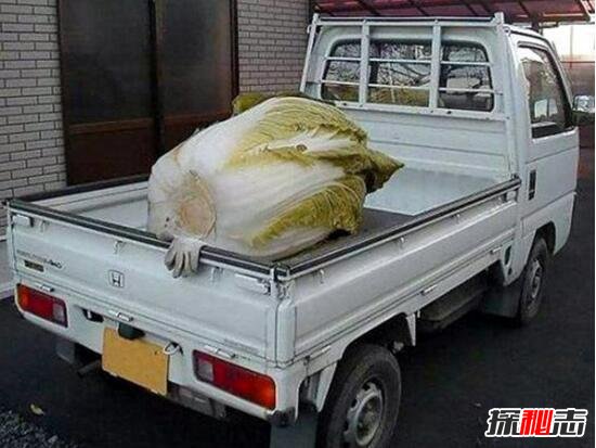 美国巨菜谷之谜，库页岛巨菜谷土豆比篮球还大470 / 作者:志向探秘 / 帖子ID:49689