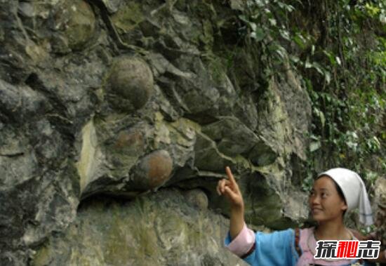 贵州千年石崖产蛋之谜，产蛋崖为什么会产石蛋661 / 作者:网上的人生 / 帖子ID:49491
