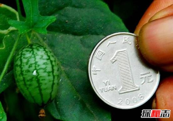 拇指西瓜佩普基诺直径3cm，拇指西瓜怎么吃：一口吃十个223 / 作者:志向探秘 / 帖子ID:49684