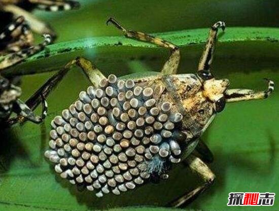 世界上最凶残的昆虫田鳖专咬人脚趾头200 / 作者:志向探秘 / 帖子ID:49664