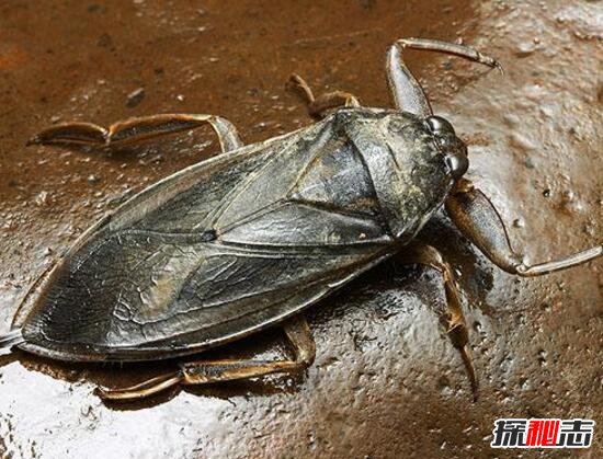 世界上最凶残的昆虫田鳖专咬人脚趾头374 / 作者:志向探秘 / 帖子ID:49664