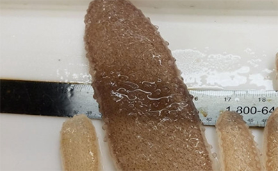 太平洋惊现 被称为“火热身体”的管状热带动物501 / 作者:爱UFO者 / 帖子ID:50119