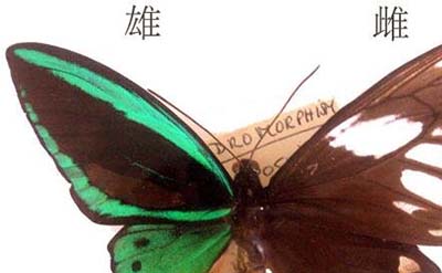 卡申夫鬼美人凤蝶，雌雄同体的阴阳蝶303 / 作者:爱UFO者 / 帖子ID:50046