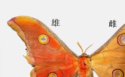 卡申夫鬼美人凤蝶，雌雄同体的阴阳蝶691 / 作者:爱UFO者 / 帖子ID:50046