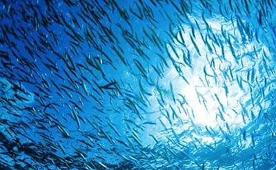 海底一万米的压力有多大?94 / 作者:爱UFO者 / 帖子ID:50065