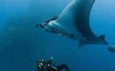 海底一万米的压力有多大?923 / 作者:爱UFO者 / 帖子ID:50065