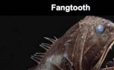 海底一万米有哪些生物？海底一万米恐怖生物图片曝光707 / 作者:网上的人生 / 帖子ID:49862