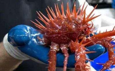 盘点十大深海未知巨型恐怖生物，海底神秘未知生物终曝光741 / 作者:爱UFO者 / 帖子ID:50137