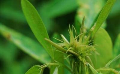 解析风流草的舞蹈，会跟随阳光而跳舞的植物244 / 作者:网上的人生 / 帖子ID:49901