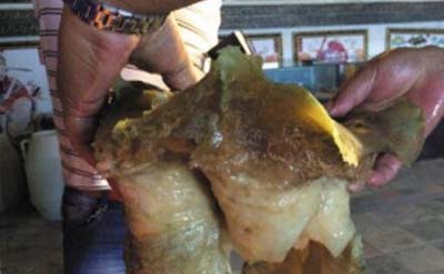 破解太岁之谜，太岁竟是秦始皇苦苦寻找的长生不老药_菌类349 / 作者:网上的人生 / 帖子ID:49878