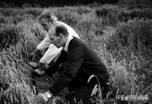 为什么麦田怪圈如此着迷？两个男人已经坦白了，但世界却无动于衷658 / 作者:ccxm / 帖子ID:49984