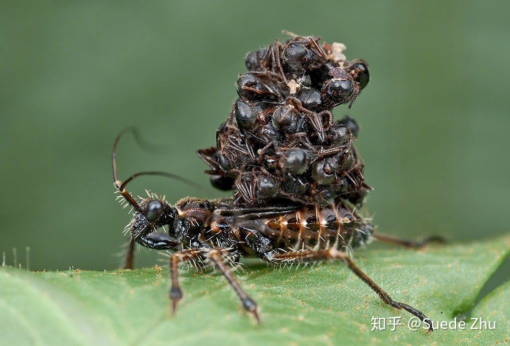 地球上有哪些超出常人想象的自然现象？781 / 作者:czhuosu / 帖子ID:50016