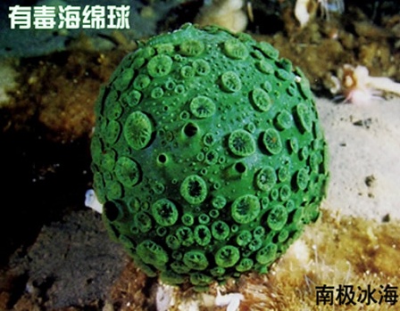 地球上有哪些超出常人想象的自然现象？793 / 作者:luceifa / 帖子ID:50162