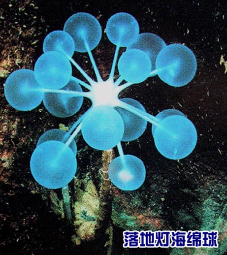 地球上有哪些超出常人想象的自然现象？804 / 作者:luceifa / 帖子ID:50162