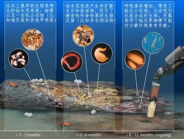 地球上有哪些超出常人想象的自然现象？80 / 作者:yy760 / 帖子ID:50163