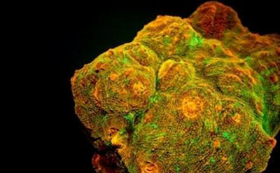 科学揭秘生物发光之谜，萤火虫为求偶而发光216 / 作者:网上的人生 / 帖子ID:50236