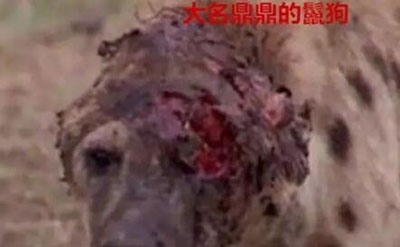 狮子为什么不吃鬣狗，对鬣狗恨之入骨540 / 作者:网上的人生 / 帖子ID:51177