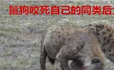 狮子为什么不吃鬣狗，对鬣狗恨之入骨935 / 作者:网上的人生 / 帖子ID:51177