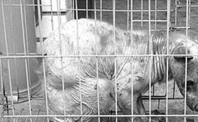 四川捕获古老怪兽东方雪人，实则一只患白化病的狗罐子67 / 作者:网上的人生 / 帖子ID:51143