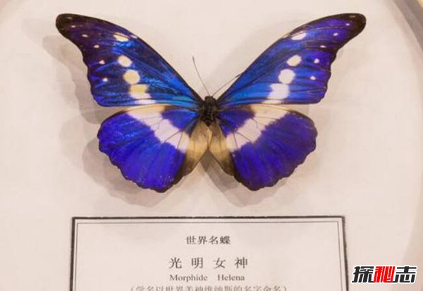 世界最美的蝴蝶 光明女神闪蝶998 / 作者:网上的人生 / 帖子ID:51559