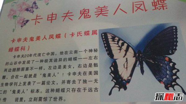世界上最诡异的蝴蝶鬼美人凤蝶 捕猎者都会离奇死亡267 / 作者:网上的人生 / 帖子ID:51495