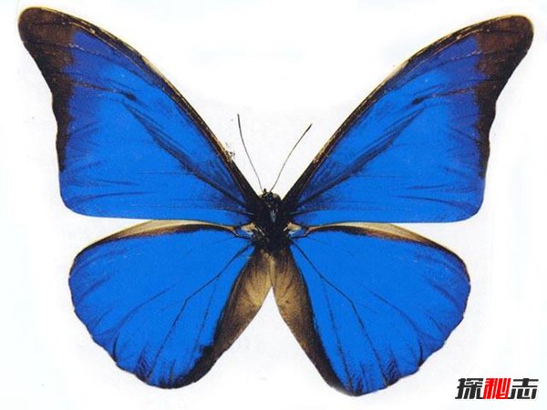 梦幻闪蝶相关资料 梦幻闪蝶的图片揭秘780 / 作者:网上的人生 / 帖子ID:51572