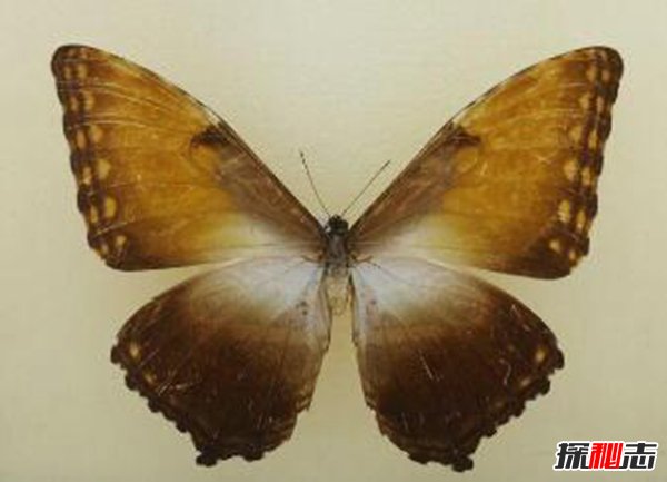 太阳闪蝶长什么样子？太阳闪蝶名字的来源506 / 作者:网上的人生 / 帖子ID:51524