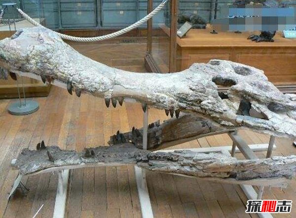 地球最大的鳄鱼普鲁斯鳄 水陆霸主最终灭绝533 / 作者:网上的人生 / 帖子ID:51622