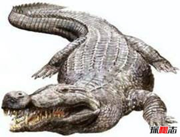 亚马逊莫拉氏鳄 身长10米体重超6吨218 / 作者:网上的人生 / 帖子ID:51501