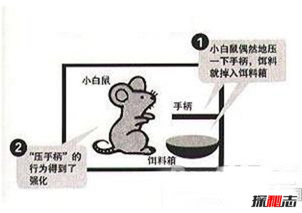 斯金纳箱的恐怖之处 斯金纳箱说明了什么675 / 作者:网上的人生 / 帖子ID:51519