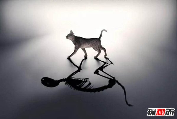 薛定谔的猫比喻什么？薛定谔的猫通俗解释233 / 作者:网上的人生 / 帖子ID:51595