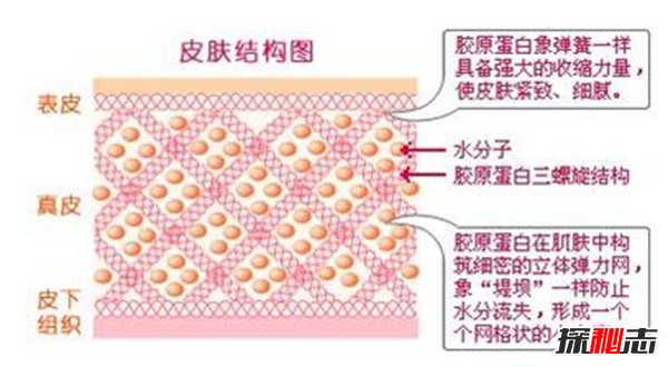 长期喝胶原蛋白的危害 这三大危害影响身体871 / 作者:网上的人生 / 帖子ID:51567