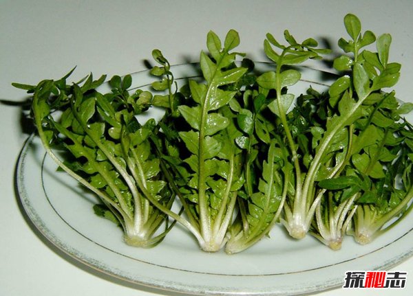 荠菜致癌吗？荠菜的好处和禁忌有哪些21 / 作者:网上的人生 / 帖子ID:51502