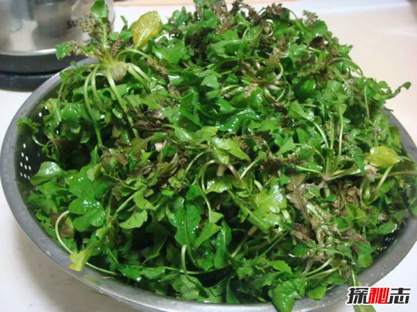 荠菜致癌吗？荠菜的好处和禁忌有哪些228 / 作者:网上的人生 / 帖子ID:51502
