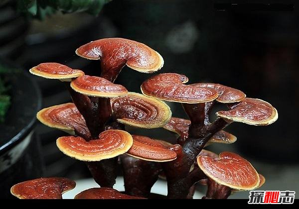 中国十大珍贵中药材 国内十大罕见紧缺中药材756 / 作者:网上的人生 / 帖子ID:51571