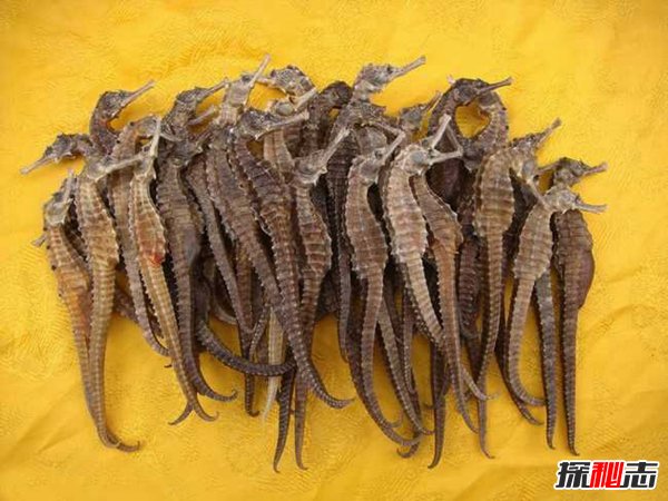 中国十大珍贵中药材 国内十大罕见紧缺中药材4 / 作者:网上的人生 / 帖子ID:51571