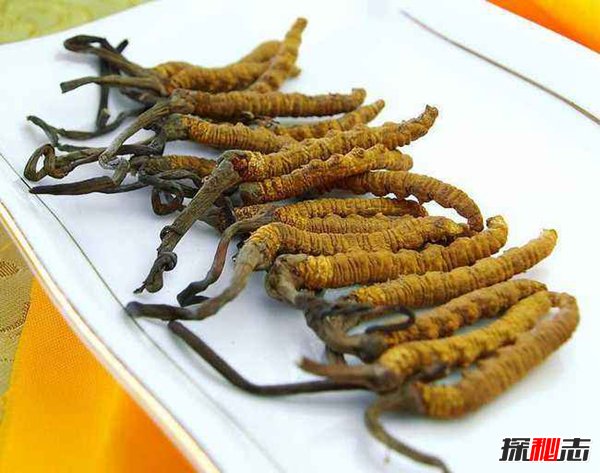 中国十大珍贵中药材 国内十大罕见紧缺中药材484 / 作者:网上的人生 / 帖子ID:51571
