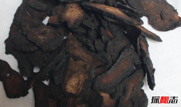 肉苁蓉的危害极大？肉苁蓉的效果和功效有哪些288 / 作者:网上的人生 / 帖子ID:51494