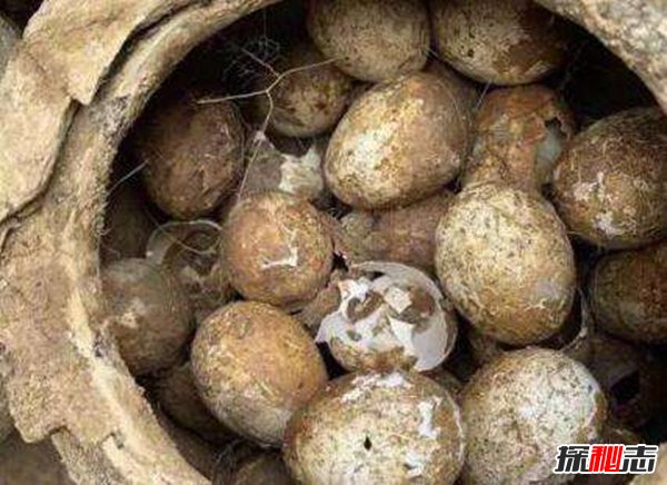 2500年前的鸡蛋是什么情况？长什么样42 / 作者:网上的人生 / 帖子ID:51612