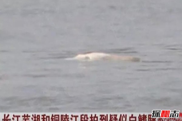 2018白鳍豚又发现了，灭绝11年的“水中熊猫”重现人世669 / 作者:网上的人生 / 帖子ID:51577